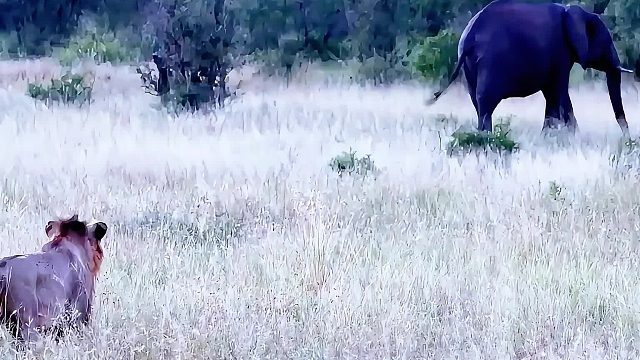 雄狮羡慕大象吃得香，它本想捕猎大象，结果被大象吓到了