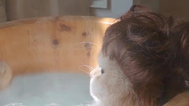 我到底养了一个什么东西？#猫咪洗澡 #萌宠搞笑 #猫 #猫咪的迷惑行为 #无敌小小豆