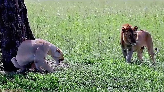 两头外来的流浪雄狮想要欺负母狮，没想到被水牛给吓住了