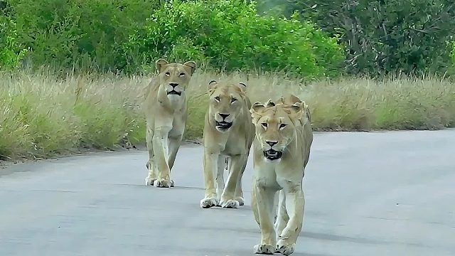 狮王带领整个狮群出来狩猎，母狮发现了羚羊，纷纷转头观望