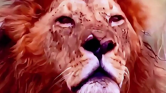 雄狮为了给母狮和小狮子吃牛肉，它冒雨守护在捕获的水牛身边