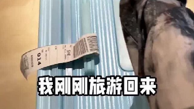 《呆 若 木 鸡》#兄妹 #整蛊 #日常