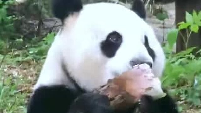 熊猫在自家园子里挖竹笋