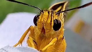 这么萌的蜜蜂小蝴蝶，它一哭我好像更兴奋了呢！#奇异动物召集令 #