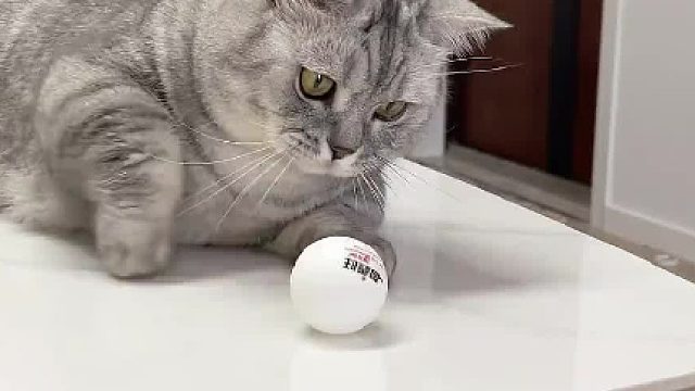 球是有什么魔力吗！让所有小猫都欲罢不能！#维克#猫咪驱虫#养宠进阶指南#猫咪的迷惑行为#科学养宠