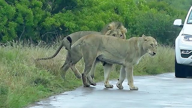 雄狮追去母狮，雄狮突如其来的表白，让母狮有些不知所措