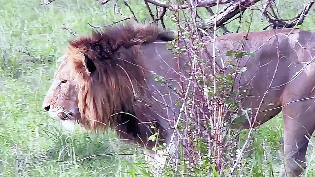 雄狮和母狮外出归来，发现雄狮兄弟不见了，于是四处搜寻它的下落