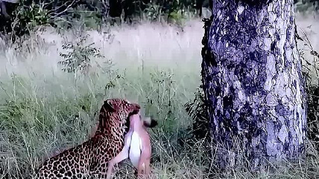 花豹从鬣狗手中抢走了羚羊，它叼着羚羊爬树，要把羚羊藏到树顶上