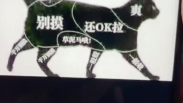 铲屎官挑战猫咪的每个部位，家里的三只猫都很迷惑#创作灵感 #猫咪的迷惑行为 #喵星人