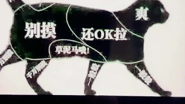 接着挑战这张图，我就不信了。#猫咪的迷惑行为 #我和我的猫