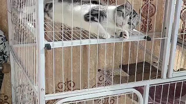 是我年龄大了？还是橙子加速了？跑的这么快？#猫咪的迷惑行为