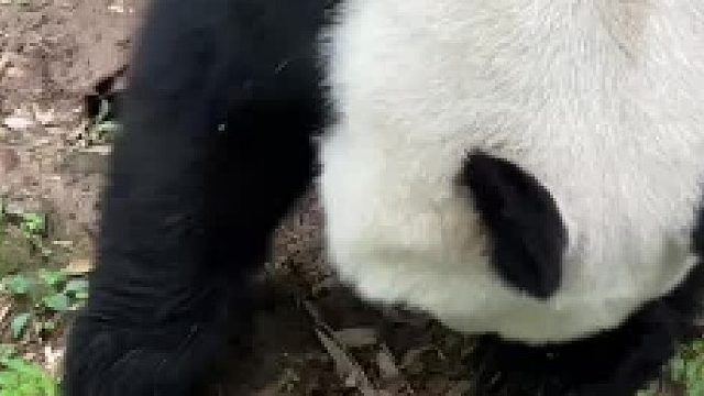 没有一颗笋笋能在我的院子里长大