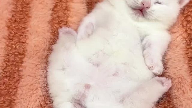 论一只小奶猫睡觉能有多死？#小奶猫 #小猫咪的迷惑睡姿 #小奶猫的成长日记