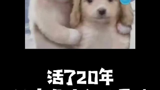 真的很无语又懵逼！这到底是什么情况？#大无语事件 #萌宠成精了