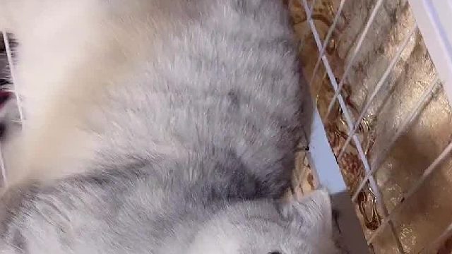 我说我真不是故意的你们信嘛？#猫咪的迷惑行为 #被迫营业的猫猫