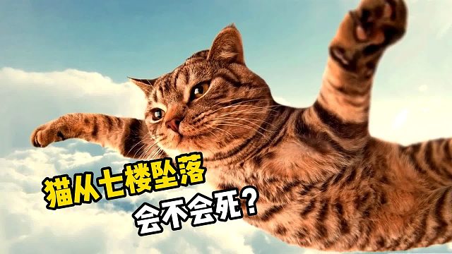 猫从七楼跳下去，结果会怎样？