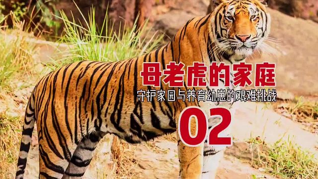 第二集，老虎的一家，守护家园与养育幼崽的艰难挑战