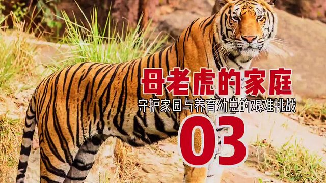 第三集，老虎的一家，守护家园与养育幼崽的艰难挑战