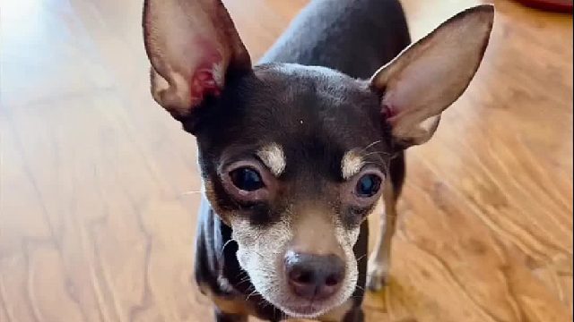 跟它说话真的很轻松，它真的很善解人意。