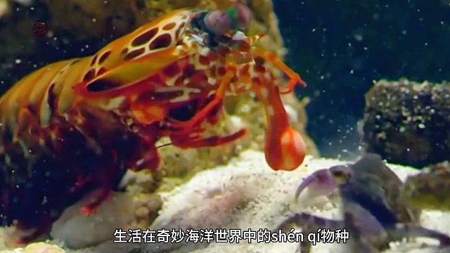 '震惊！雀尾螳螂虾的超强攻击力，你绝对想不到！