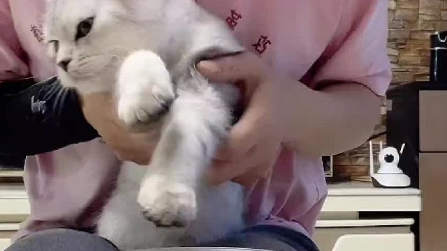 击鼓传花，橙子也会点才艺。#被迫营业的猫猫