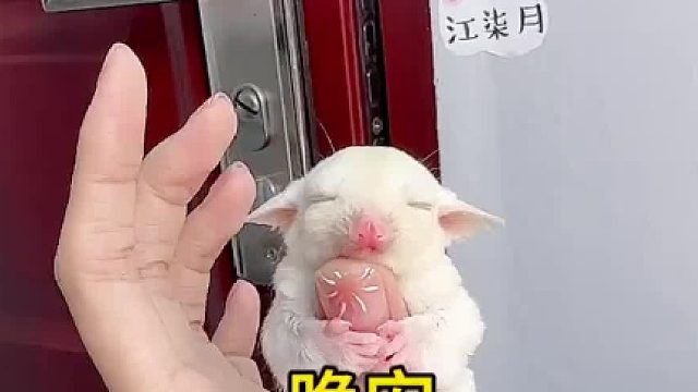 晚安玛卡巴卡～