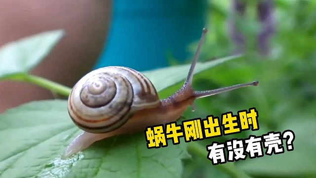 刚出生的蜗牛，到底有没有壳？看完明白