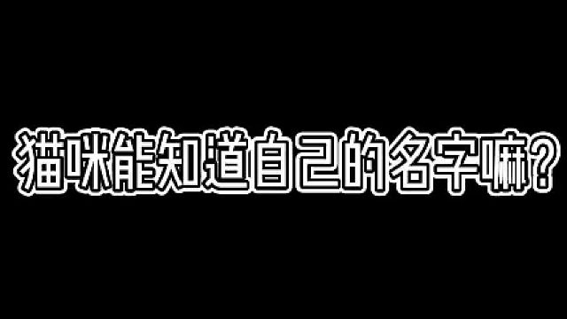 各位亲你们知道三炮是啥意思不？#猫咪的迷惑行为 #记录猫咪日常 #铲屎官的乐趣