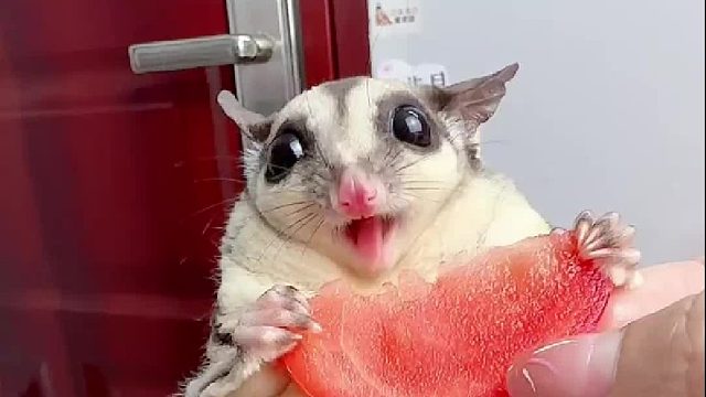 这嘴速，能跟上节奏了