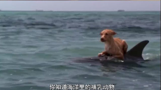 海员遇难为啥宁愿渴死，也不愿喝海水？海洋哺乳动物为啥能喝？3