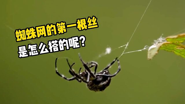 蜘蛛网的第一根丝，究竟是怎么搭的呢？看完明白