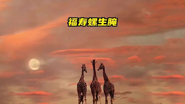 741福寿螺生腌，完全颠覆你的认知！