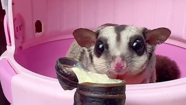 煮熟了终于愿意吃几口了。可是吃就吃为啥要甩我身上