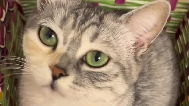 16.分享给有趣的朋友叭 #谁能拒绝傻憨憨的小猫咪