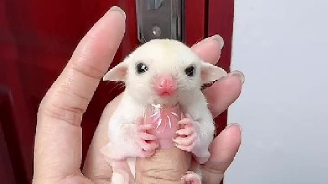 滑翔时候是抱脸虫，不滑翔得时候是抱手怪