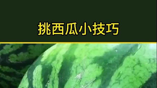 西瓜知识