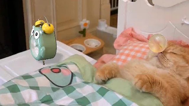 猫咪美好的一天先从一顿健康的早餐开始#阿飞和巴弟 #猫粮 #阿飞的理想 #无敌小小豆 #萌宠出道计划 #猫咪