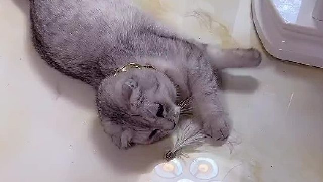 帮大家证实了，假的都是假的#猫咪的迷惑行为