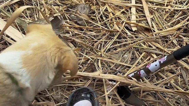 挑战流浪100天 第70天 给小布炖排骨