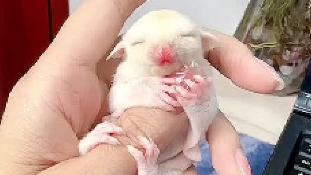 它不会说话，什么都不懂，光是陪伴在我身边都足以治愈我