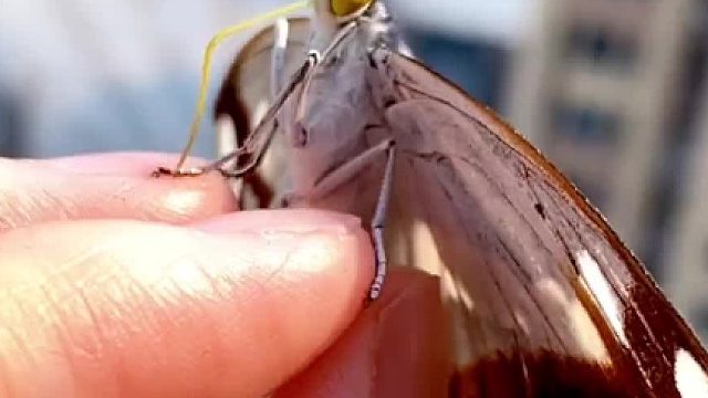 这只蝴蝶智慧的眼神，看起来不是很聪明的亚子……#萌宠日常记录 #vlog日常 #奇异动物召集令