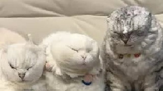 斯基的智商果然和它的美貌成反比