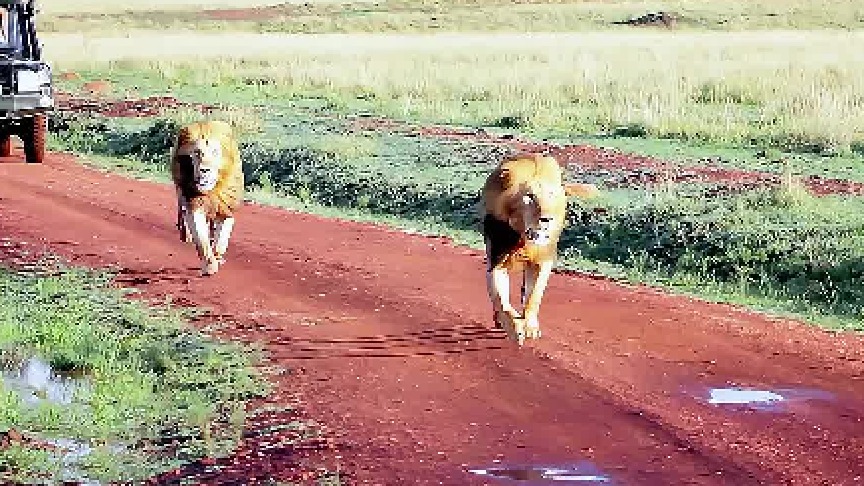 外来狮子跟踪母狮，母狮向狮群求助，两头雄狮兄弟挺身而出