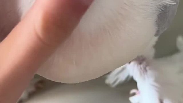 可可爱爱，没有脑袋#萌宠日常记录 #捕捉一只小可爱