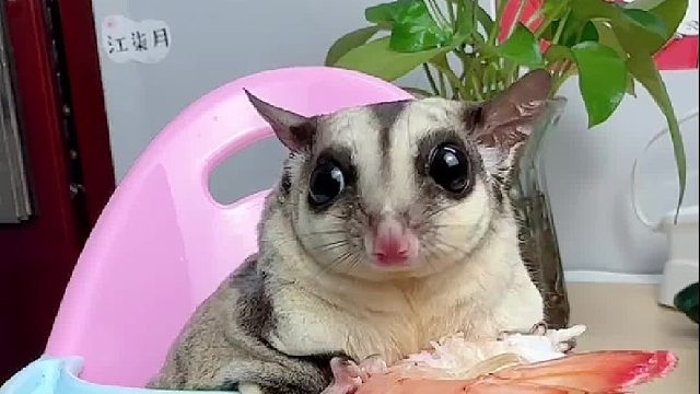 每天不知道吃什么的时候就看看它吃的啥