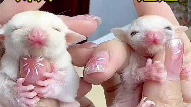 帮朋友照顾几天小丑娃