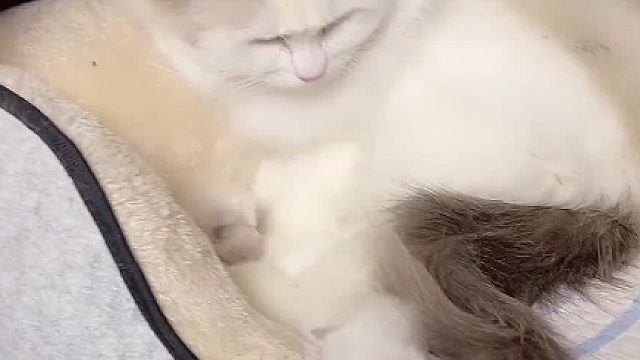 橙子提前学学怎么带娃吧。#猫咪的迷惑行为 #小奶猫的成长日记