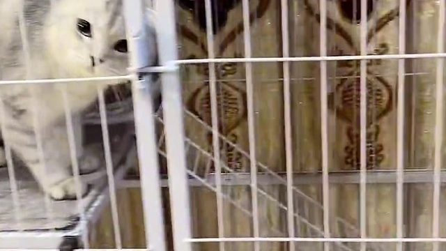 花花傻了，以为孩子是我的。#猫咪的迷惑行为