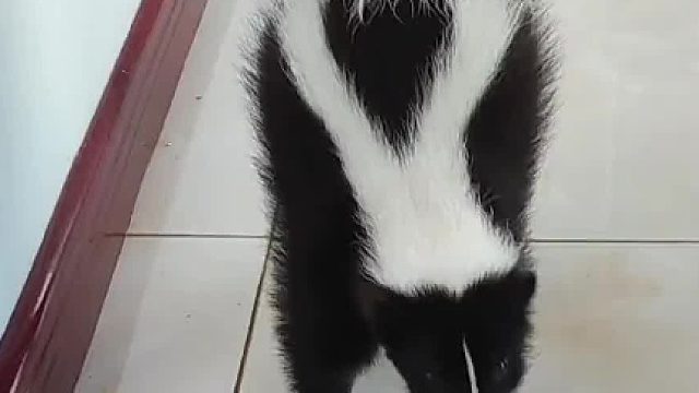 臭鼬吃臭味食物会觉得臭味食物臭吗？#奇异动物召集令 #石头g10s系列 #石头高能自清洁