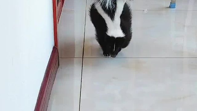 非常实用的臭鼬冷知识#奇异动物召集令 #萌宠日常记录 #vlog日常